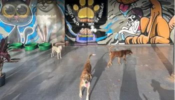 Seis meses após danos da tempestade, abrigo de animais segue em reformas e aceita voluntários 