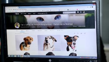 Diretoria de Bem-Estar Animal cria plataforma para adoção online de animais 