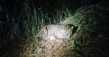 Força tarefa de 48 dias consegue capturar onça-pintada em Mandaguari 