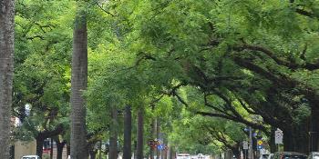 Ciclo sobre arborização abre Semana do Meio Ambiente 