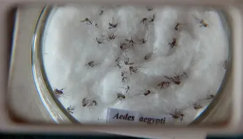 Dengue: número de casos no Brasil aumentou 15,8% em 2023 