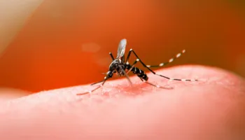 UBS de Maringá será exclusiva para sintomas leves de dengue a partir de abril 