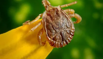 Saiba o que é e quais são os sintomas da febre maculosa 