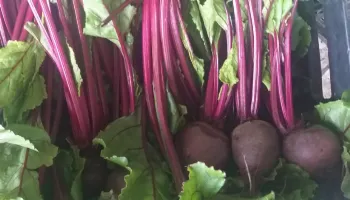 Alimentos de outono: confira lista de produtos orgânicos da estação 