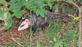 Animais silvestres em casa? Saiba o que fazer ao se deparar com gambás e serpentes 