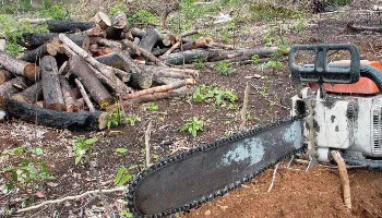 Desmatamento da Amazônia em março bate recorde e é o maior dos últimos seis anos 