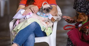 'Imuniza Pet' aplica vacinas de graça em cães e gatos neste sábado (11) 