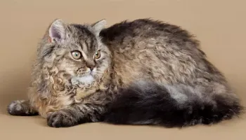 Conheça as raças de cães e gatos mais raras do mundo Conheça as raças de cães e gatos mais raras do mundo