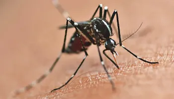Maringá tem a segunda regional de saúde com mais casos de dengue confirmados no Paraná 