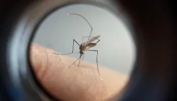 Boletim semanal da dengue confirma mais de mil casos em Maringá