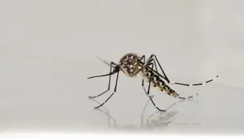Boletim da Sesa confirma mais 5.404 casos de dengue no Paraná 