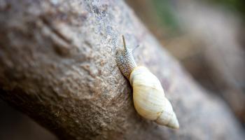 Pesquisadores descobrem espécie de caracol que só existe em arquipélago paranaense 