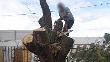 Homem é preso pela Guarda Civil de Maringá duas vezes no mesmo dia por corte irregular de árvores 