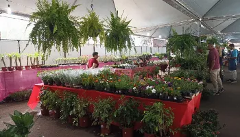 Expoflor 2024: confira as opções mais baratas e mais caras da feira 