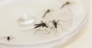 Casos e mortes por dengue no Paraná caem mais de 96% nos primeiros meses de 2026, informa Sesa 