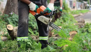 Equipes da prefeitura realizam podas, remoção e replantio de árvores em 14 bairros de Maringá 
