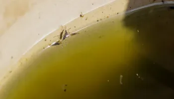 Maringá pode decretar epidemia de dengue em breve, aponta boletim epidemiológico 