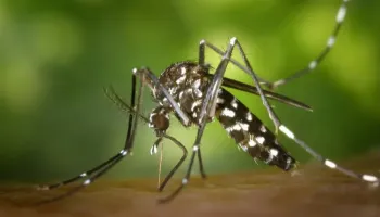 Maringá chega a 614 casos confirmados de dengue, o número mais alto do estado 