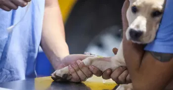 Maringá terá atendimento veterinário gratuito para animais de rua e com tutores 