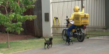 O paraná é o segundo estado com maior número de ataques caninos contra carteiros 