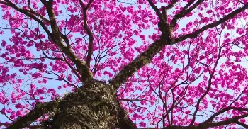 Florada dos ipês transforma as ruas de Maringá em espetáculo de cores 