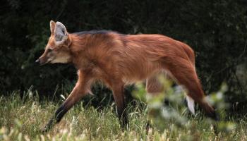 Imagem da cédula de R$ 200, com lobo-guará, é divulgada pelo Banco Central