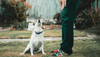 Maringá terá primeira “adoção reversa” de cães e gatos adultos 