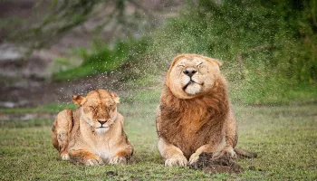 Veja as fotos finalistas do concurso “Comédia na Vida Selvagem” 2025 