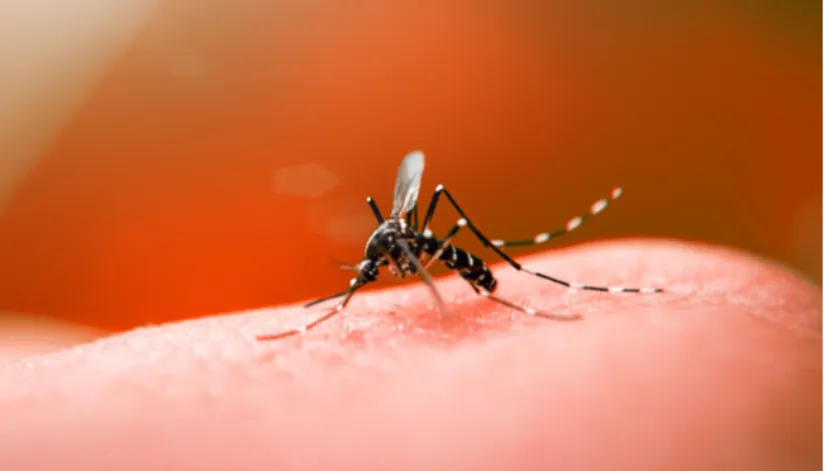 Dengue: boletim semanal da Sesa confirma mais 5.140 casos no Paraná e um óbito