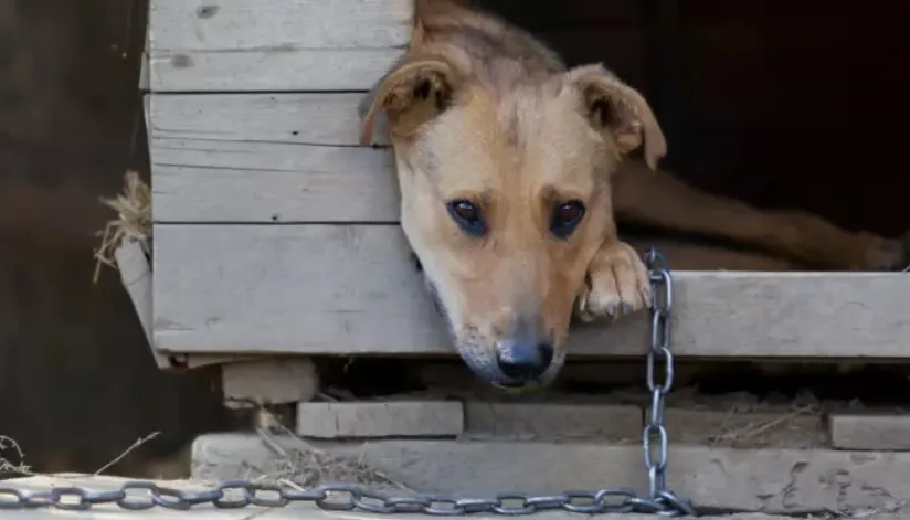 Manter animais acorrentados em Maringá agora é crime; multas podem chegar a R$ 10 mil
