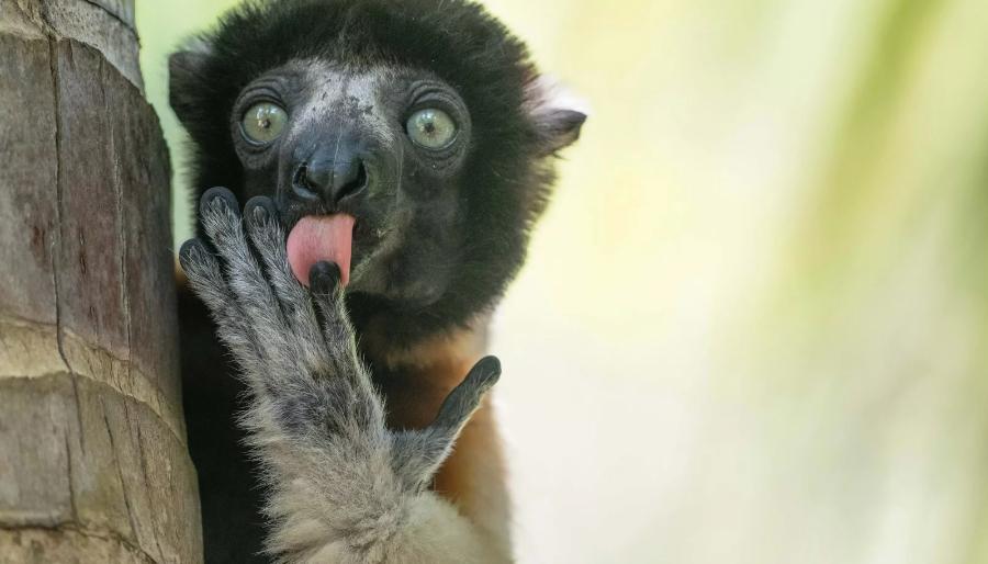 Veja as fotos finalistas do concurso “Comédia na Vida Selvagem” 2025 