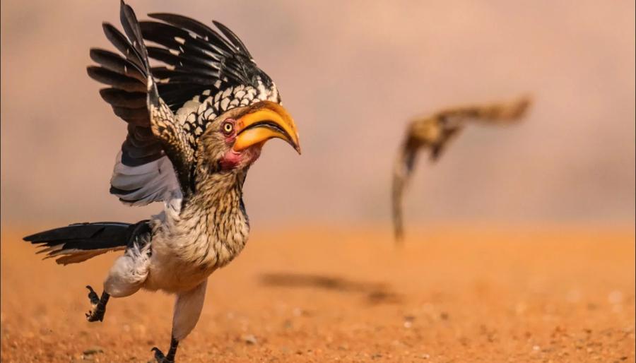 Veja as fotos finalistas do concurso “Comédia na Vida Selvagem” 2025 