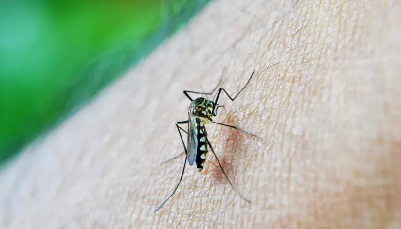 Regional de Saúde de Maringá chega a 579 casos de dengue confirmados