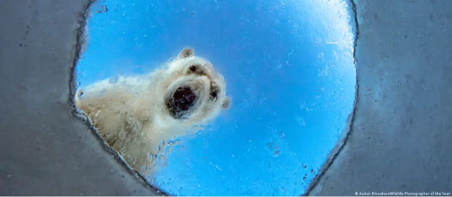 Confira algumas das melhores imagens da natureza e da vida selvagem de 2026 