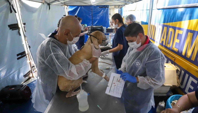CastraPet vai passar pela primeira vez em 84 municípios do Paraná; saiba quais CastraPet vai passar pela primeira vez em 84 municípios do Paraná; saiba quais
