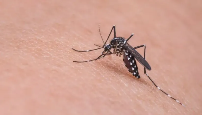 Dengue: mais 327 casos foram confirmados na Regional de Saúde de Maringá
