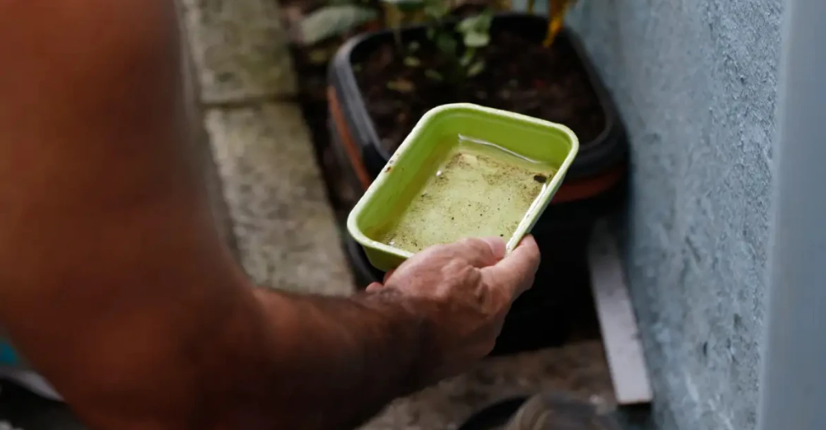 El Niño pode influenciar número de casos de dengue no Brasil, alerta Fiocruz