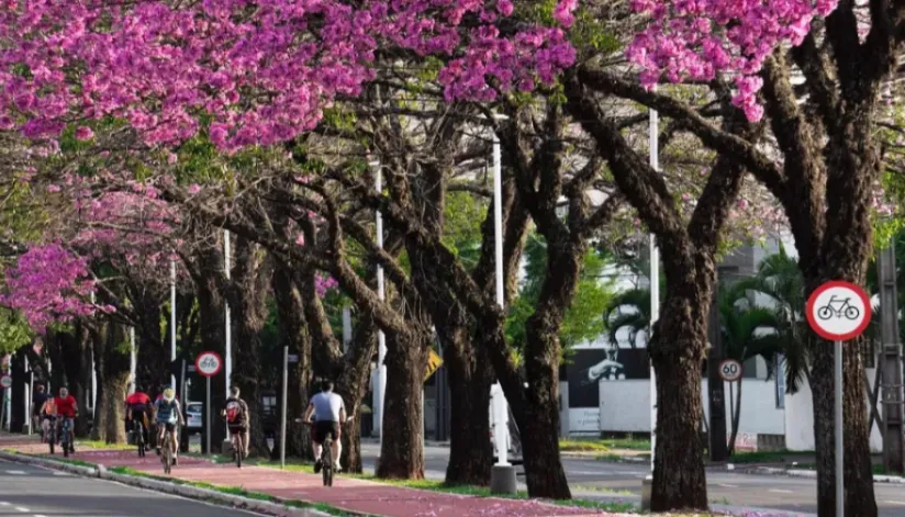 Ipês de Maringá: veja onde e quando encontrar as árvores coloridas que enfeitam a cidade