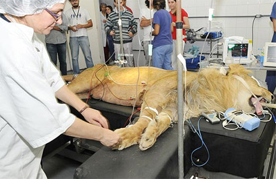 Leão  de Maringá passa bem após cirurgia na medula em Guarulhos