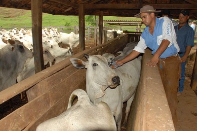 Campanha de vacinação contra febre aftosa começa dia 1º de maio no PR