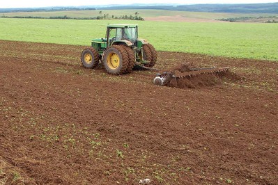 Período será proibido o plantio ou a manutenção de plantas vivas de soja no Paraná.