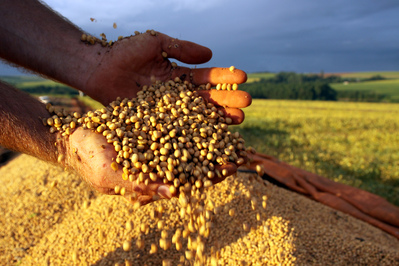 Paraná colhe volume recorde de soja e lidera produção de grãos no País