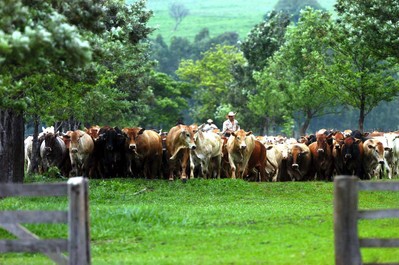 Paraná adere a programa de abate humanitário de animais