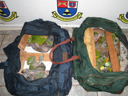 Polícia apreende 34 papagaios escondidos em bolsas de viagem
