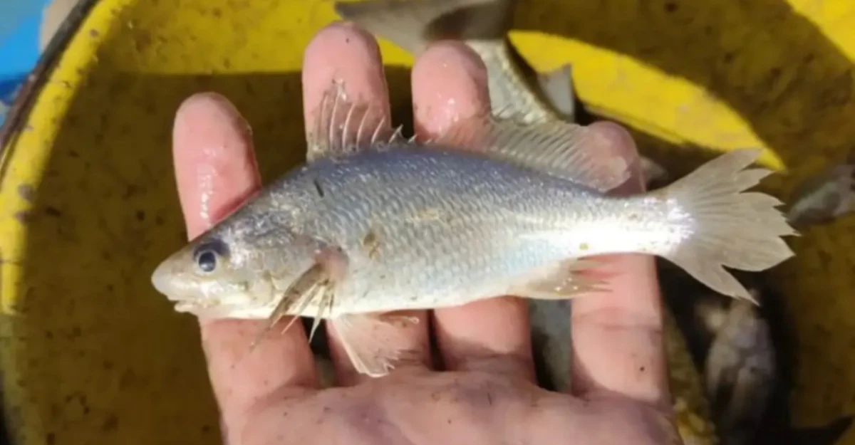 Anomalias em peixes podem estar diretamente ligadas ao desastre de Mariana