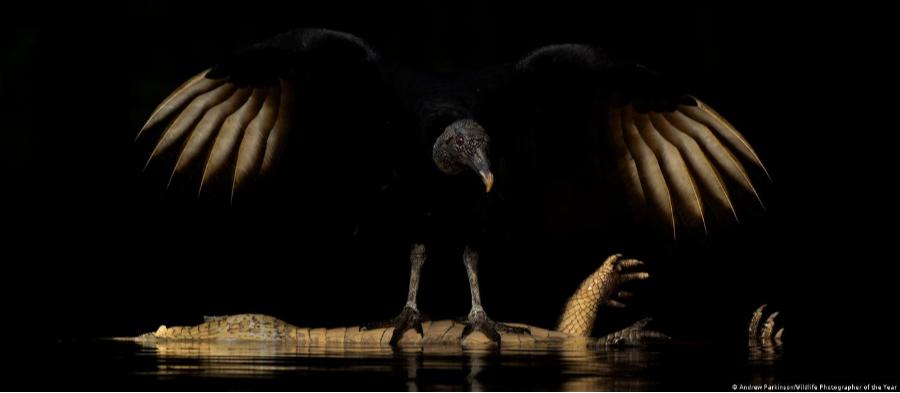 Confira algumas das melhores imagens da natureza e da vida selvagem de 2026 