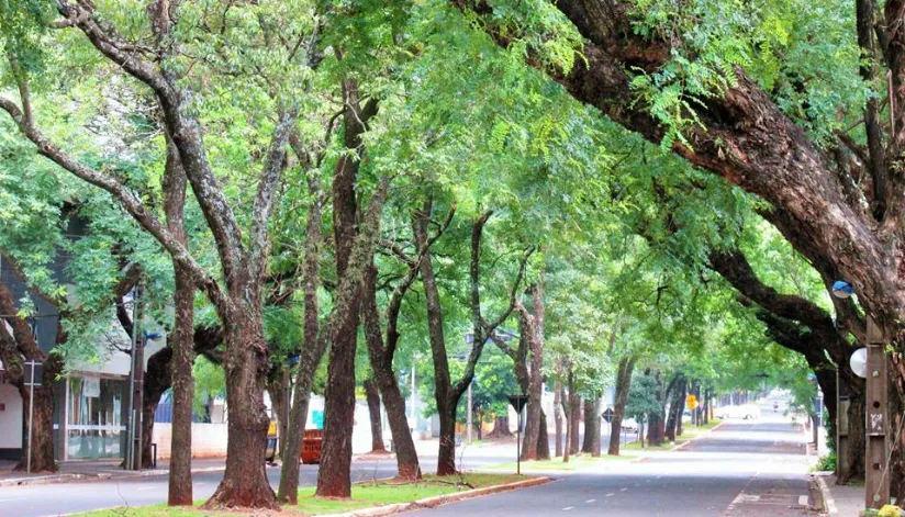 Maringá City Tour: conheça o passeio Rota das Árvores