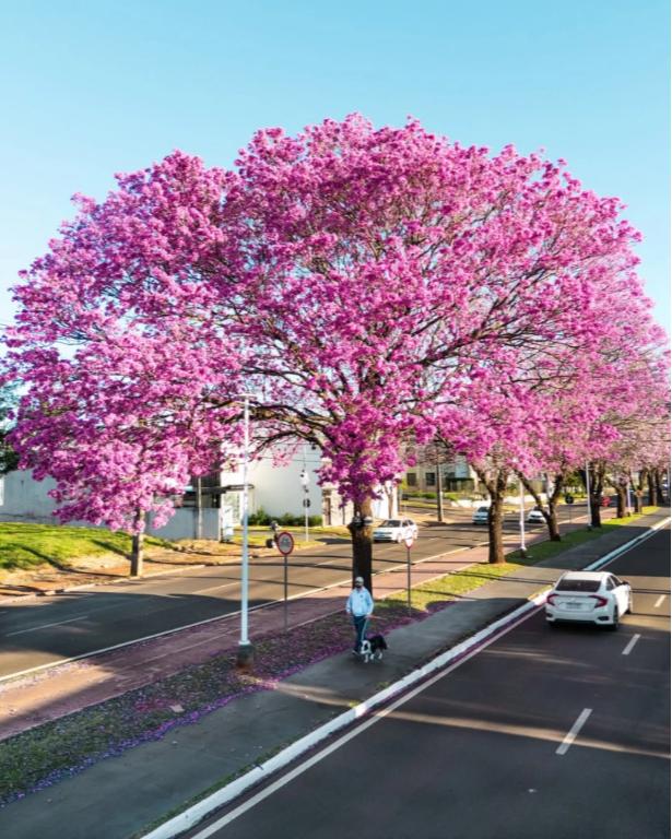 Florada dos ipês transforma as ruas de Maringá em espetáculo de cores 