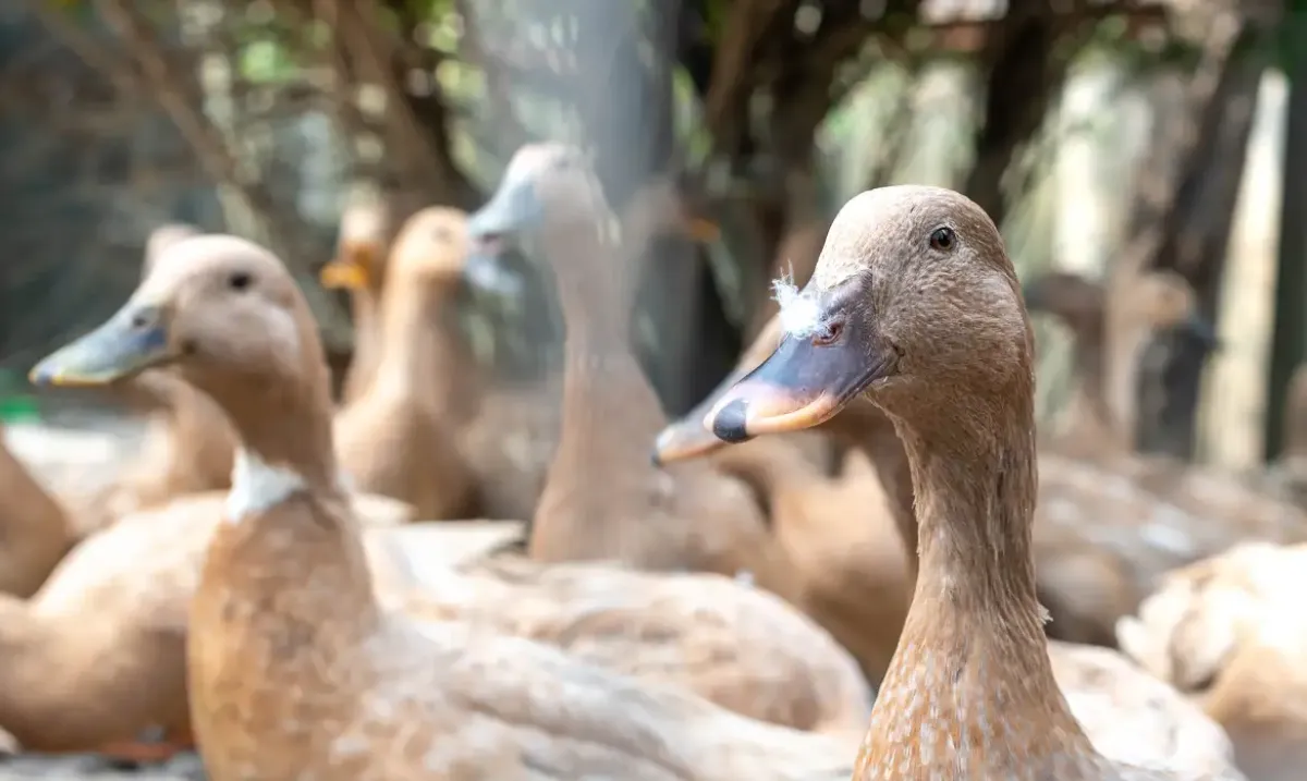 Foie gras é proibido no Brasil por maus-tratos aos animais