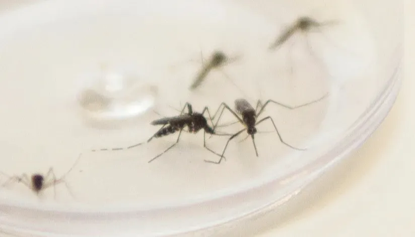 Dengue: boletim semanal da Sesa registra óbitos em Sarandi e Mandaguaçu